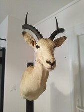 taxidermie d'impala empaillé ancien cabinet de curiosité animaux décors 