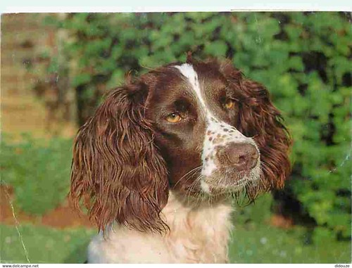 Carte postale animaux - animaux,