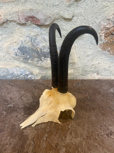 Cornes bois chamois massacre - cornes,