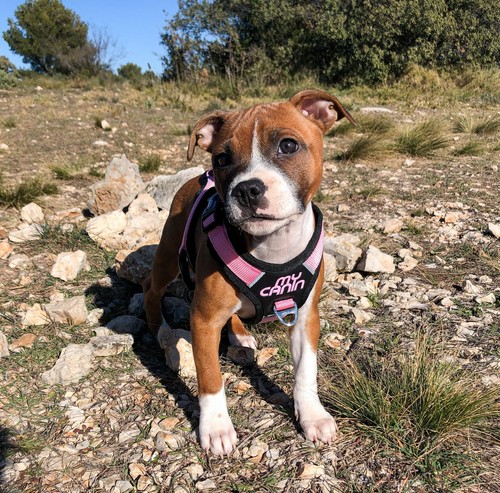 Harnais pour chien