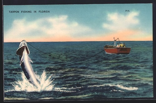 Carte postale floride tarpon - postale,