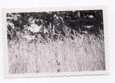 Vintage artistic small photo - wheat grass field and trees in the back