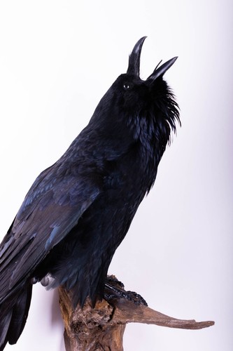 Taxidermy carrion crow - taxidermy, bird