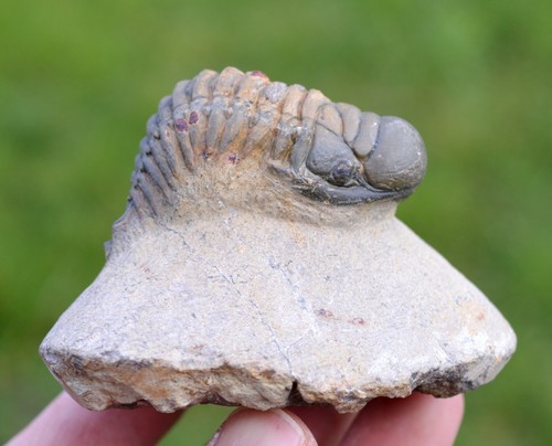 Trilobite crotalocephalina - trilobite,
