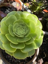 AEONIUM  'Pseudotabuliforme' . BOUTURES PLANTES GRASSES