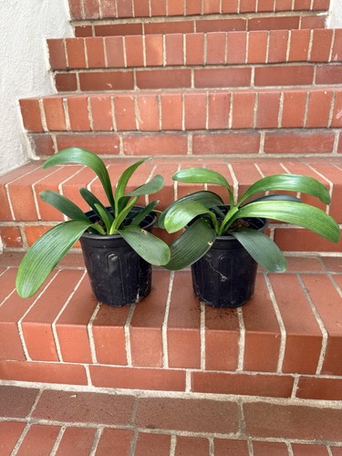 Wide leaves clivia miniata - 4-5,