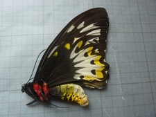 ENTOMOLOGIE ORNITHOPERA