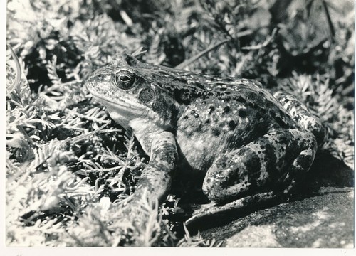 Grenouille rousse tirage - grenouille,