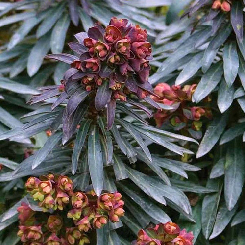 Euphorbia black bird - bird'®,