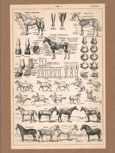 Lithographie ancienne cheval - lithographie,