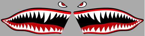 Dent de requin tigre - ,
