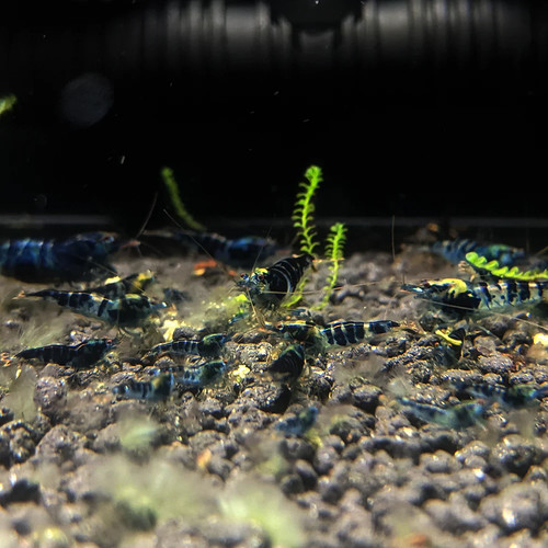 Lot crevettes - lot, de