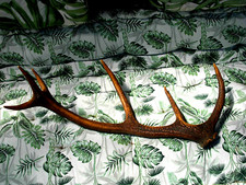 Grand bois de Cerf  pouvant servir  à faire couteau canif long 60 cm env corne