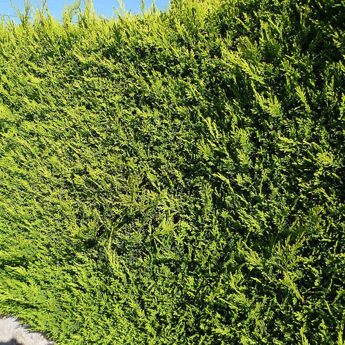 Cupressocyparis leylandii