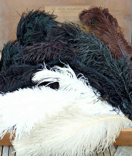 Lot anciennes grandes plumes - lot,