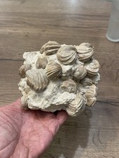 gros coquillage fossile France coq sur gangue dimension 14x10 cm et 8 cm de haut