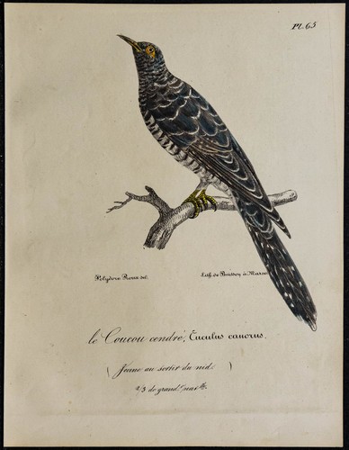 1830 coucou gris - -, cendré