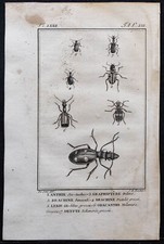 1804 - Gravure ancienne 