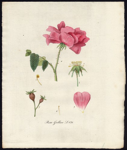 Antique print rosa - antique, print-rosa