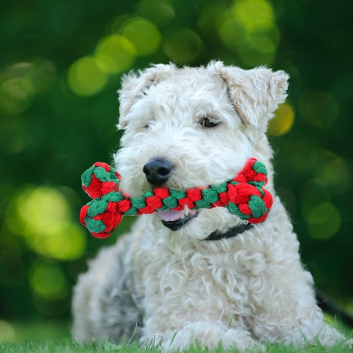 Jouet pour chien - interactif, À