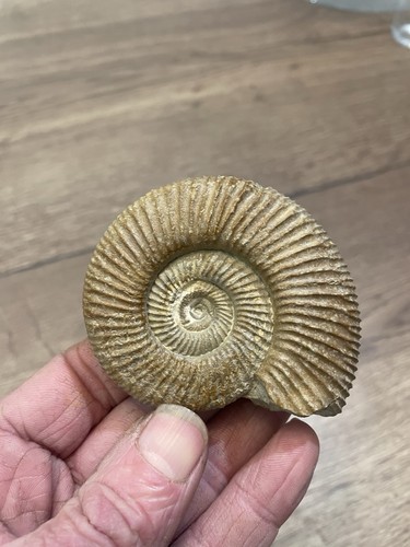Ammonite fossile origine - fossile,