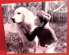 GRANDE CARTE SÉRIE TV BELLE ET SÉBASTIEN 1965 MEHDI AUBRY FRENCH ROOKIE CARD