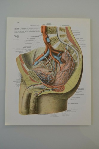 Planche anatomie humaine - d'anatomie,
