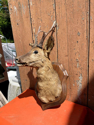 Tête chevreuil avec - tête,
