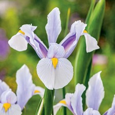 Bulbes d'iris hollandais bulbes fleurs Iris Carmen 10 pcs