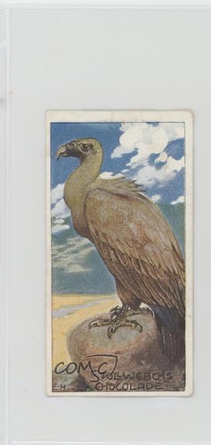 1905 stollwerck chocolates - stollwerck,