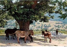 Animaux - Anes - Corse - Kalliste - La pause sous le châtaignier - Carte Neuve -