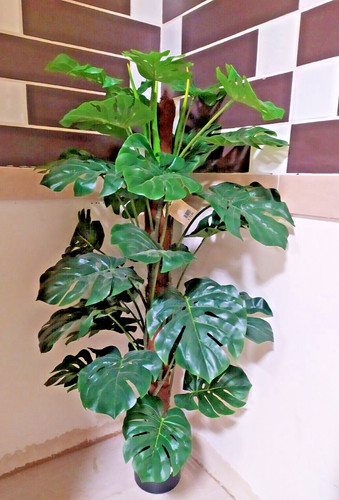 Plante intérieur - plante, d'intérieur