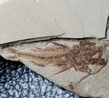 Serranus budensis - Poisson