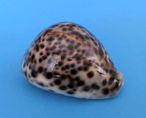 Cypraea tigris mm - 85,4,
