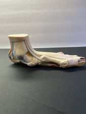 Somso Style Foot Anatomical