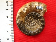Ammonite du Bathonien : Zigzagiceras plenum Arkell, 1958 (m)