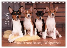 Merveilleuse période des chiots Basenji (Calendrier mural 2026 DIN A3 horizontal
