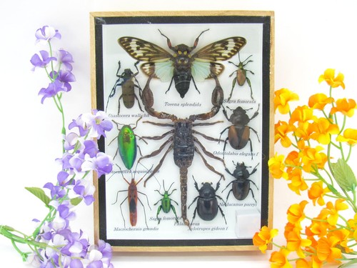 Insectes exotiques réel - exotiques,