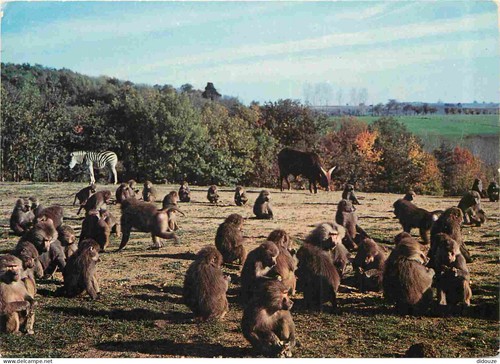 Carte postale animaux - postale,