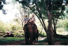 Carte postale animaux - carte,