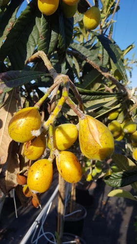 Eriobotrya japonica - , semis)
