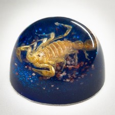 Real Golden Scorpion Taxidermy