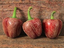 20 graines de piment Jalapeno Dieghito