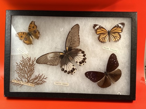 Cadre collection papillon - cadre,