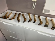 10 pattes de Chevreuil ou Cerf Taxidermie Patère Manche pour Couteau Taxidermy