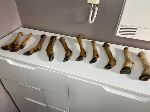 Pattes chevreuil ou - de, cerf