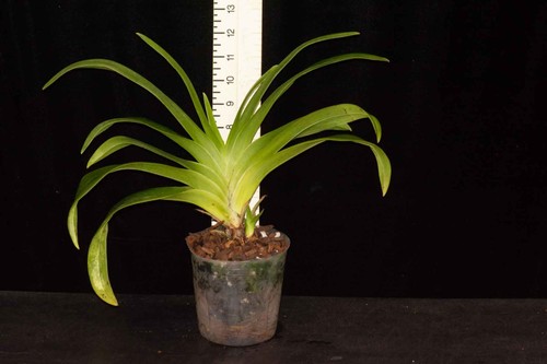 Phragmipedium cahaba cherokee - (cahaba,