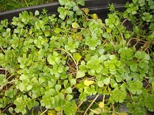 PLANTE VERTE  - SEDUM RAMPANT-  ENRACINNE + UN CADEAUX VIVACE