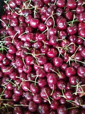 Prunus x 'Carmine Jewel' /