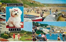 Animaux - Chiens - Bichon Maltais - Royaume-Uni - Filey - Multivues - Plage - CP